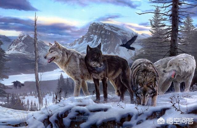 动物世界狼之心有人说狼是狗的祖先那是狼退化了还是狗进化了呢