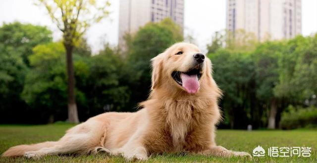 小中型犬品种大全图片:想养一只温顺的中型犬，有哪些值得推荐？