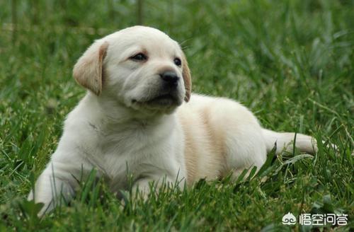 中型狗的种类和图片:智商高的中型犬/大型犬有哪些值得购买？