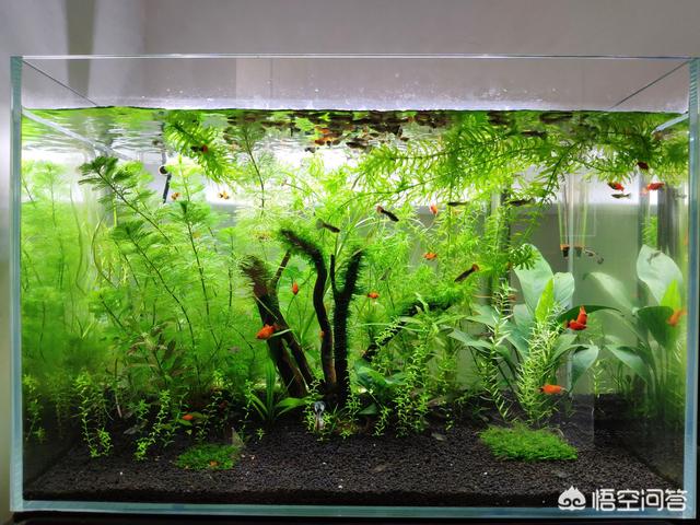 头条问答 买了个鱼缸养金鱼 想在鱼缸里加点绿色植物 养什么植物好呢 4个回答