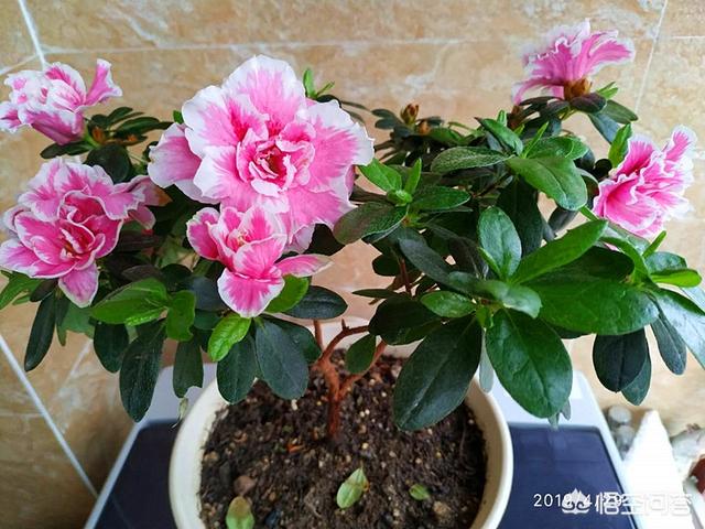 四季杜鹃花夏天怎么养:想要杜鹃花健康生长，在培育的时候，应该如何进行浇水和修剪？