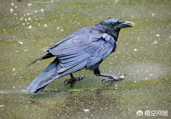 树叶拼的鸟类图片:下大雨时鸟类都躲藏在哪里？比如麻雀，喜鹊都是如何避雨的？