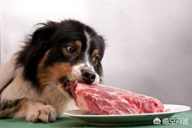 日本银狐犬 吃生肉:银狐犬吃什么排便快，银狐犬吃什么按时大便？