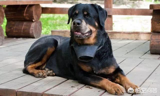 德国洛威犬图片:为什么德牧被禁养了以后，还有很多人喜欢饲养？
