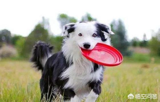 边境犬智商:养边境牧羊犬，要知道哪些事？