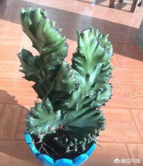 花卉麒麟掌:麒麟掌的养殖方法是什么？