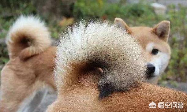 狗狗101柴犬训练:柴犬性格这么固执，应该怎么去训练比较好？