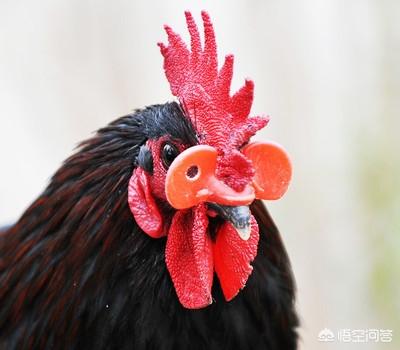戴眼镜的金毛狗图片:水谷隼佩戴的那副太阳镜到底有什么秘密？为什么只有他戴？
