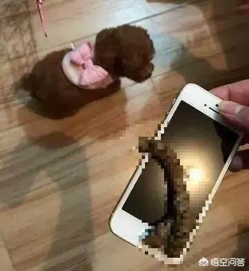 京巴犬怎么养:哪些狗狗心眼最小，最爱记仇？