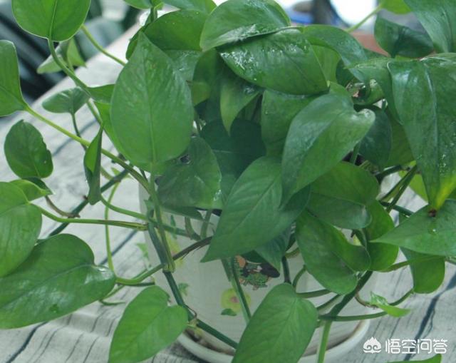 万代兰吧:雅美万代兰 盆花冬季如何选择适应的摆放位置？