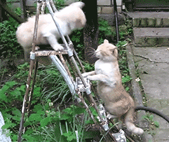 两只短腿猫打架:两只猫猫打架应该介入嘛？