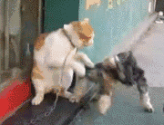 两只短腿猫打架:两只猫猫打架应该介入嘛？