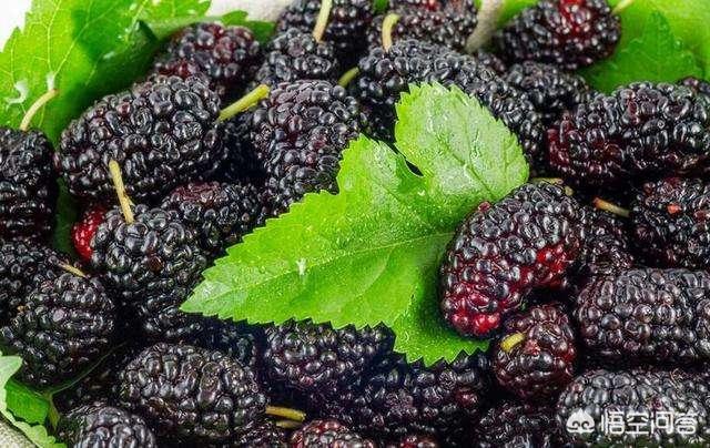 桑葚泡酒有喝过的吗？大家谈谈方法和感受是怎样的？