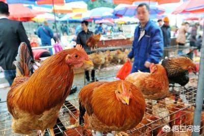 宠物饲养场:宠物养殖场 创办宠物寄养服务场，需要具备什么条件？如何来规划和经营？