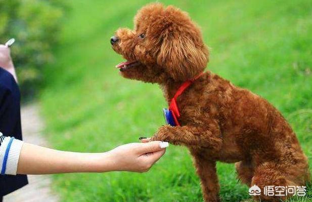 贵宾犬美容图片欣赏:主人做什么，会让泰迪犬感到非常感动的呢？