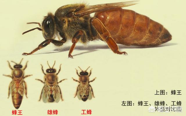 红色吸蜜鹦鹉出售:蜜蜂是冻死的还是自然老死的？