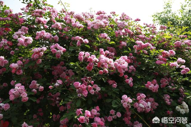 伯德梗适合家庭养吗:有没有户外自己爬墙、花期长、好养活的植物啊？
