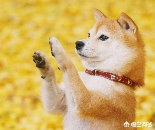 斑点狗好养吗聪明吗:怎么看一只狗狗聪不聪明？