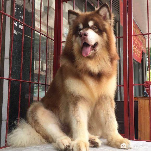 话说有人记得比高犬吗总觉得他是恭子最后知...:“燕知寒门，狗知新婿”是什么意思？有科学道理吗?