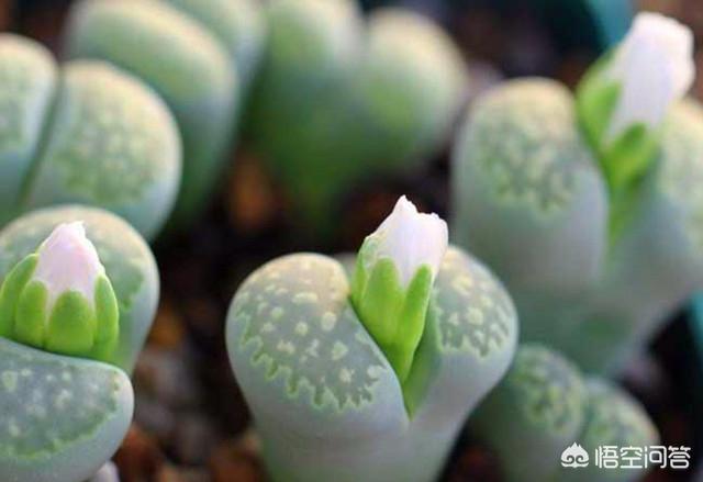 石花治疗什么病,海石花的功效与作用是什么？