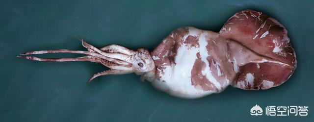 为什么人类不吃大王酸浆鱿鱼?能吃吗? | one知识