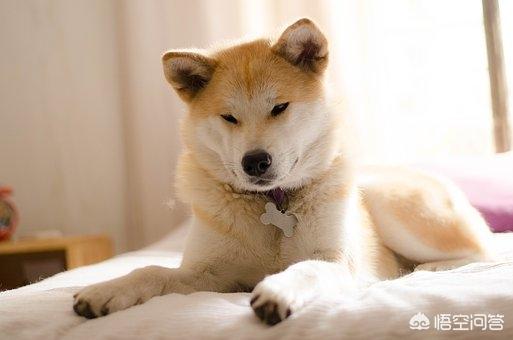 名宠社:狗狗总是不听主人的话是因为它想当老大吗？