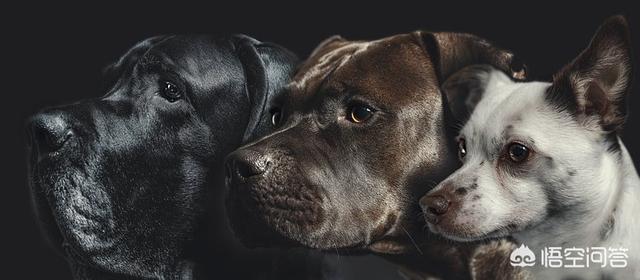 介助犬的遗言:有些流浪狗救助站呼吁捐狗粮，你认为捐狗粮应该吗？