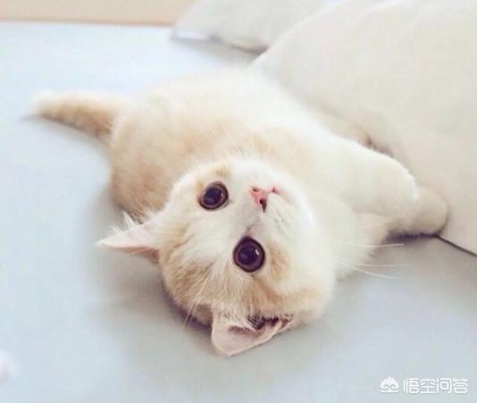 上海西宫花鸟市场的猫:花鸟市场的宠物猫好吗？一般都是带病的吗？怎么挑选猫？