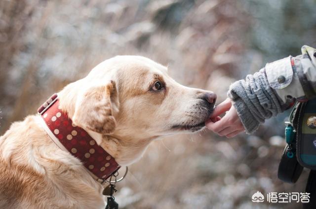 狗语者中文全集:动物，狗为什么能听懂人话，人为什么听不懂狗话？