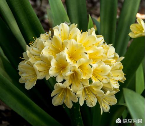 办公室君子兰开花有什么兆头:君子兰六年了第一次开花，是否意味着生命结束了？