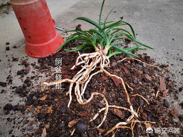 凤尾兰的图片:兰花植料里出现的“白色丝状物”对兰花有害吗？