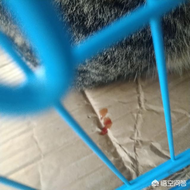猫咪血尿可自己好么:猫咪尿血常见吗，猫咪尿血如何对付？