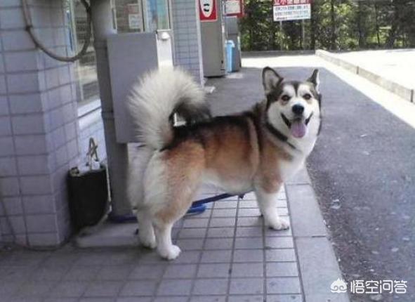 宠物狗的品种及图片柯基:法斗、腊肠犬、柯基犬，你更喜欢谁？为什么？