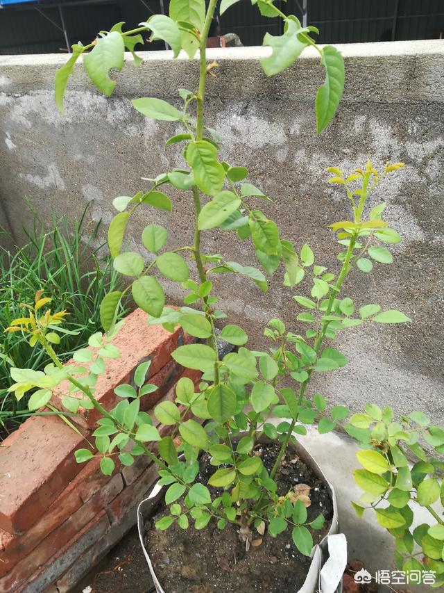 月季花的栽培和管理:农民自己种的月季花，如何管理才能让月季花开的时间更长？