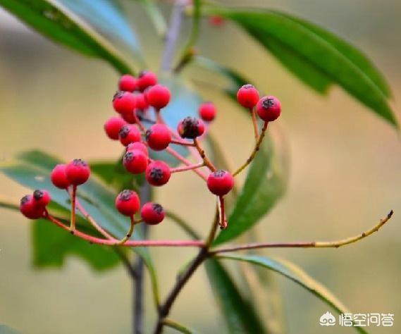 石楠花什么知道:园林绿化中常见的石楠属植物有哪些？