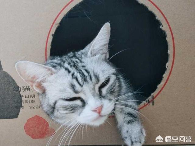 猫怎样就是发腮？我家这样的算发腮吗？