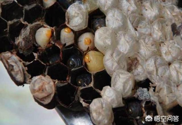 阴天时，蜜蜂背后长出白色棉花的是什么病