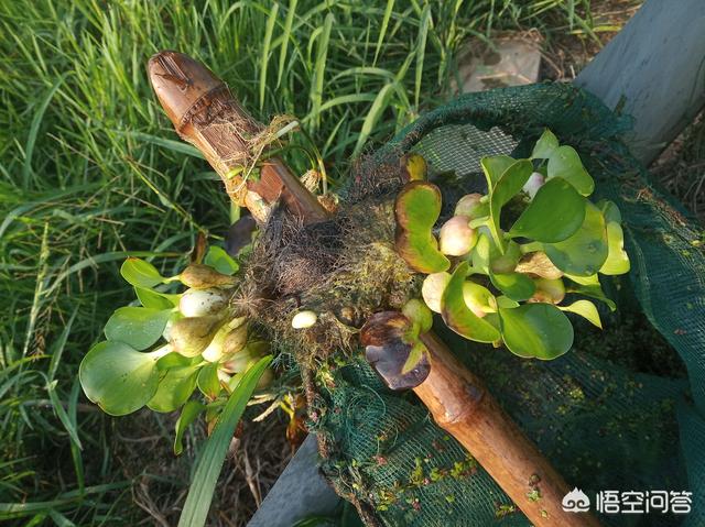 锈斑豹猫刚出生长什么样:鱼塘水面生红锈，有什么办法治理？