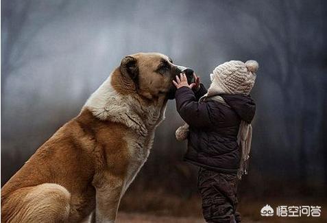 宠物地带美卡犬:上班族做不到天天遛狗，适合养什么犬种？