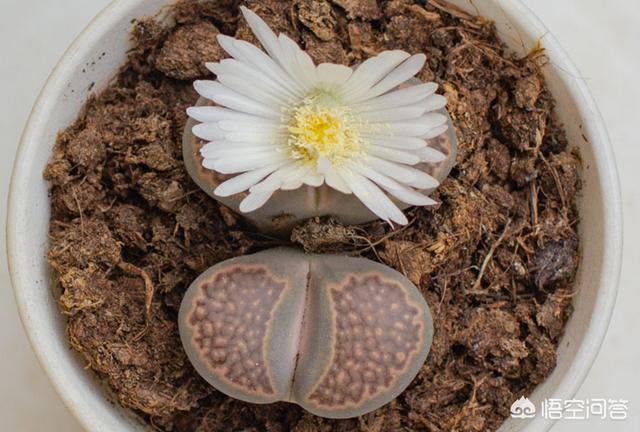 多肉植物品种番杏科肉锥花属:番杏科肉锥品种大全 多肉植物的肉锥开花后该如何养护？