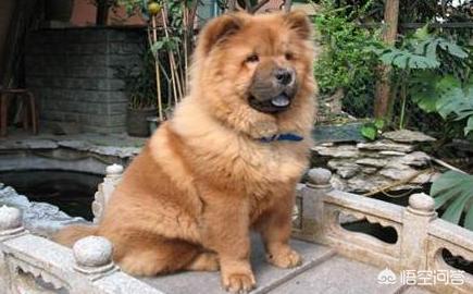 广安禁养大型犬有哪些:城市里养什么狗用来守家防卫最好？