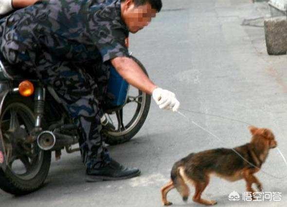 偷狗贼被村民虐打致死:偷狗贼偷的狗都去哪里了？