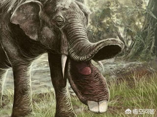 长颈鹿将来会灭绝吗，假设大象灭绝了，未来古生物学家能根据化石推断出大象的长鼻子吗