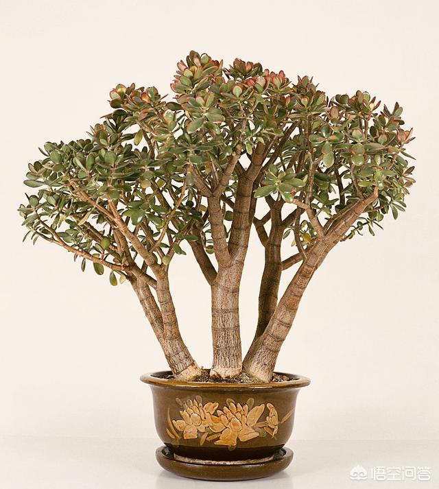 玉树养成盆景的几个技巧，为什么有人养在室内就容易挂掉呢？插图11