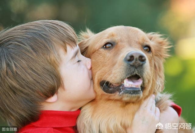 不同阶段金毛犬的饲养注意什么:养金毛犬不能犯哪些错误？