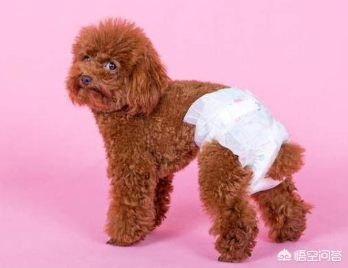 狗狗绝育:狗狗要不要做绝育手术呢？