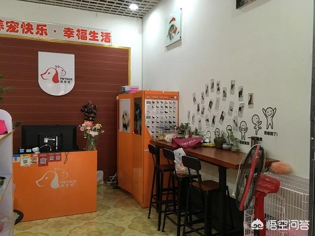 宠物店创业计划书，苏州开宠物店要牢记的注意事项