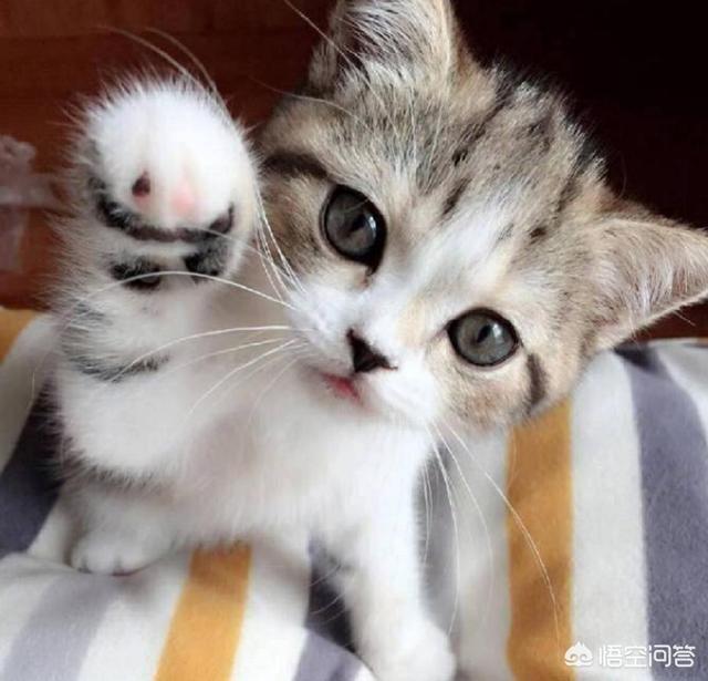 养猫还是养狗:当代年轻人养猫的多还是养狗的多？为什么？