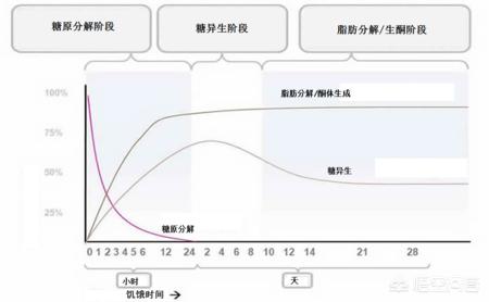 热量缺口是什么意思，饥饿减肥，减掉的是脂肪还是肌肉？