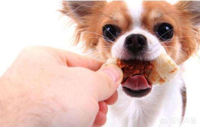 松狮吃什么啊:哪些狗狗最能吃，饭量最大？